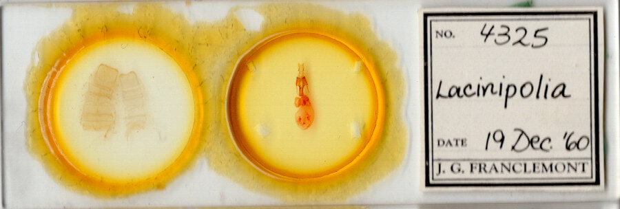 slide view of adult Lacinipolia sp.