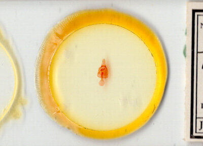 slide view of adult Toxonprucha sp.