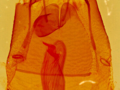 genitalia view of adult Toxonprucha sp.