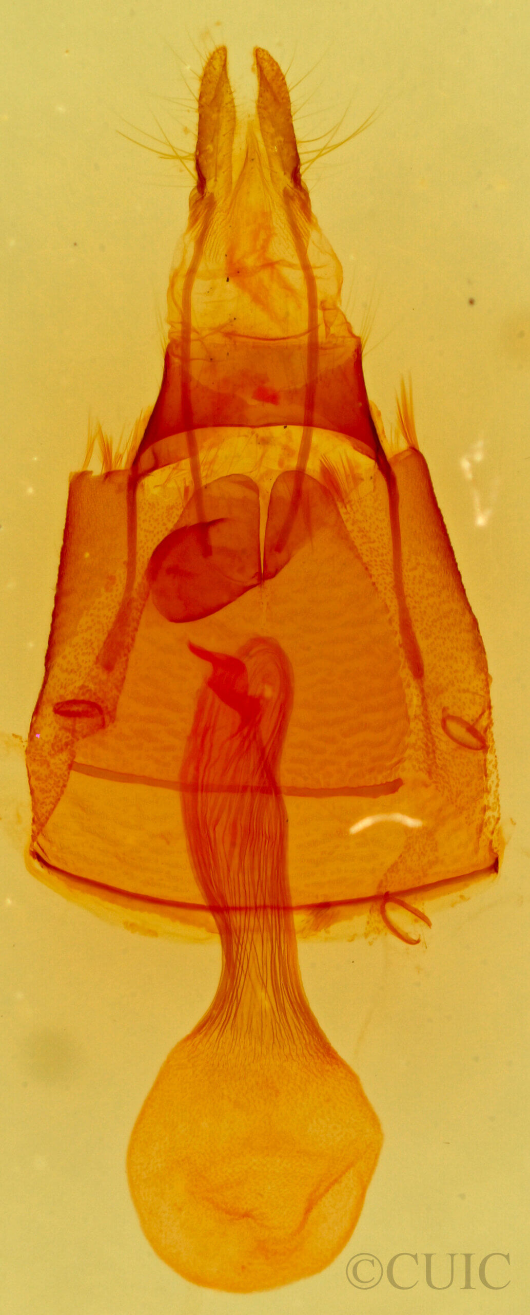 genitalia view of adult Toxonprucha sp.