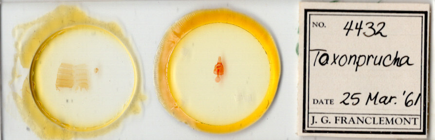 slide view of adult Toxonprucha sp.
