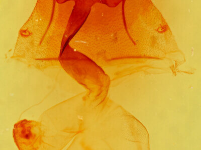 genitalia view of adult Homorthodes sp.