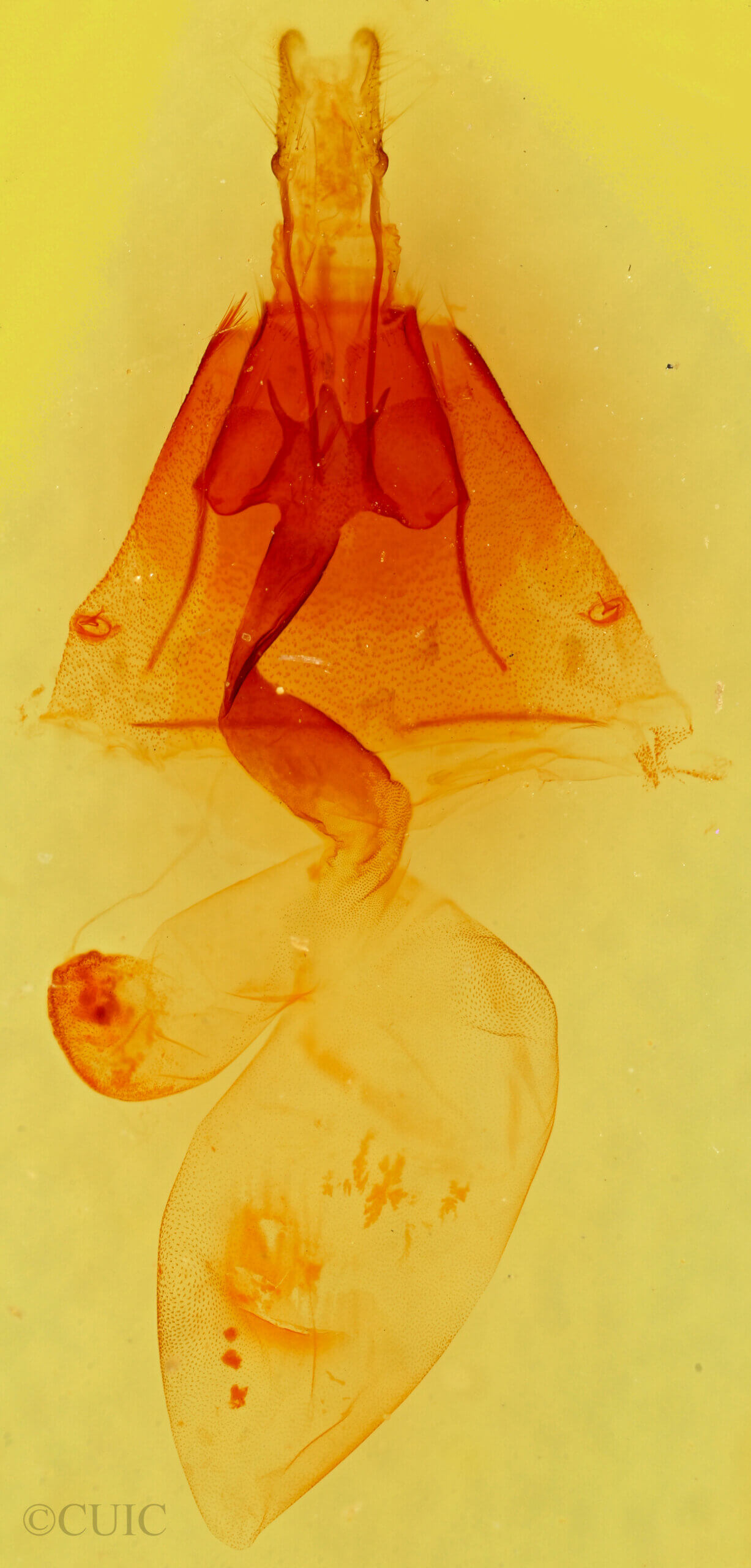 genitalia view of adult Homorthodes sp.