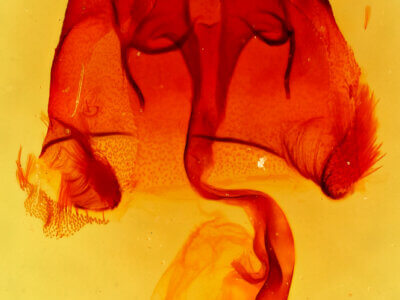 genitalia view of adult Homorthodes sp.