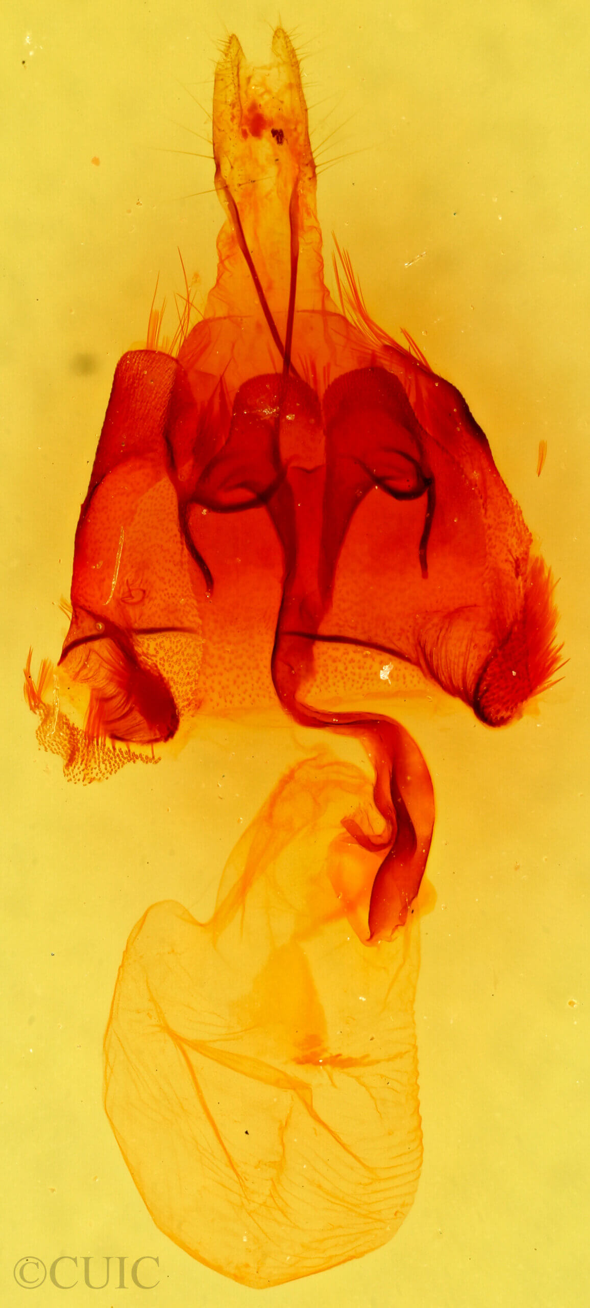 genitalia view of adult Homorthodes sp.