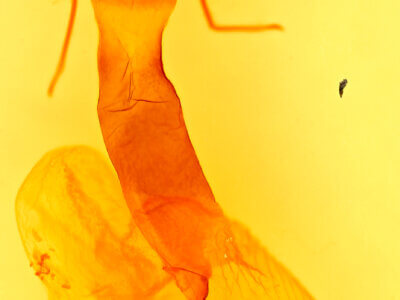 genitalia view of adult Lacinipolia patalis