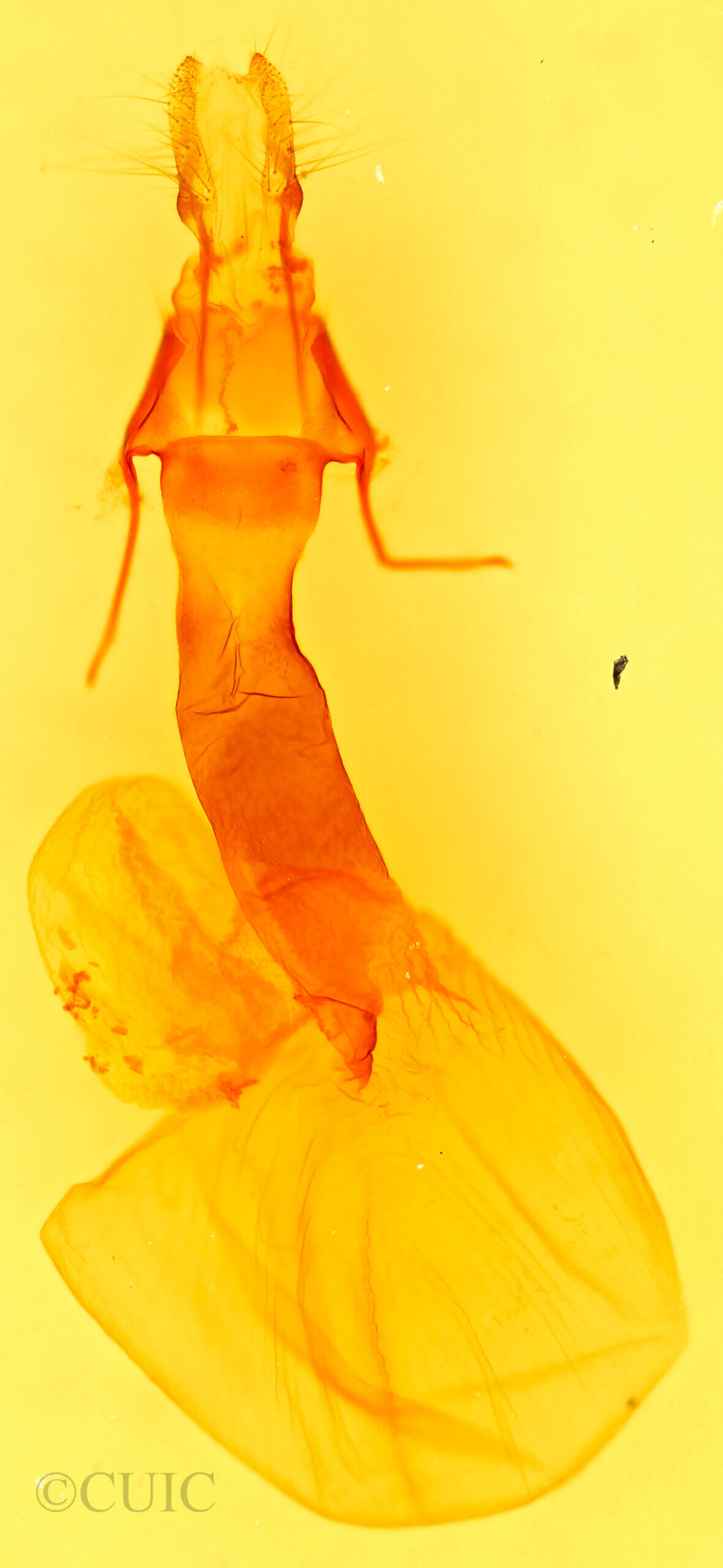 genitalia view of adult Lacinipolia patalis