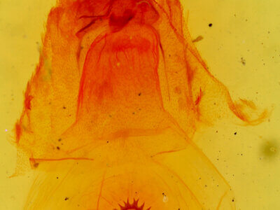 genitalia view of adult Caripeta divisata