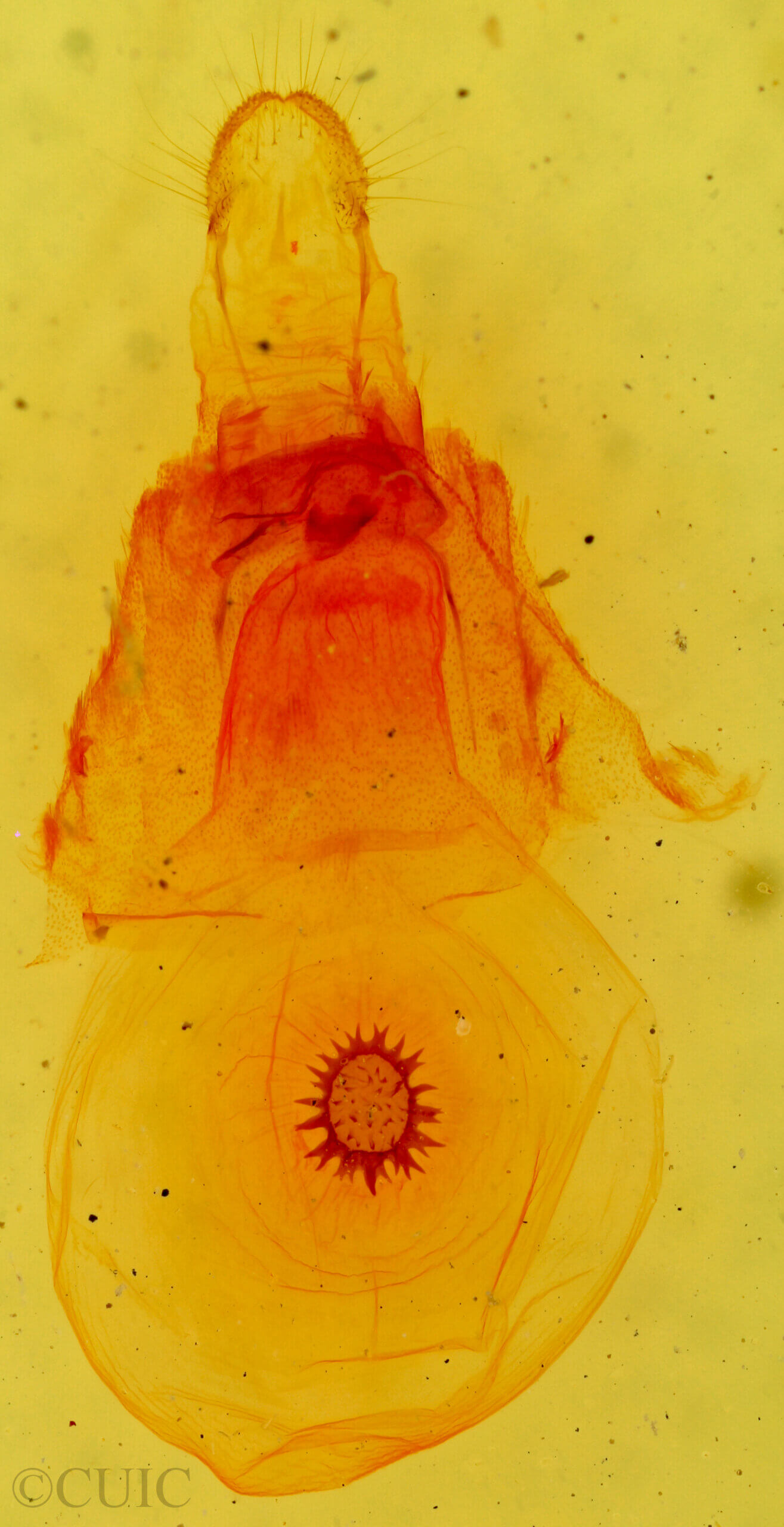genitalia view of adult Caripeta divisata