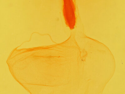 genitalia view of adult Euxoa tessellata