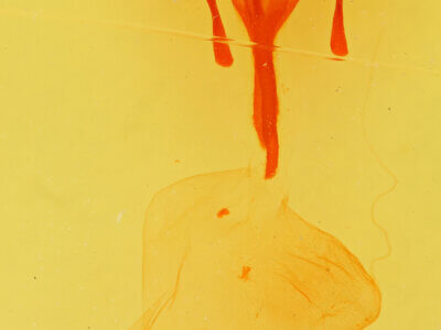 genitalia view of adult Euxoa tessellata