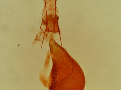 genitalia view of adult Eupithecia macdunnoughi