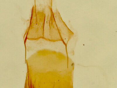 genitalia view of adult Eupithecia sp.