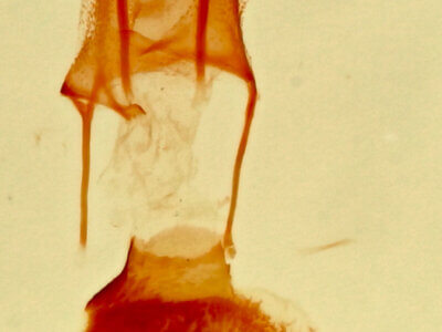 genitalia view of adult Eupithecia sp.