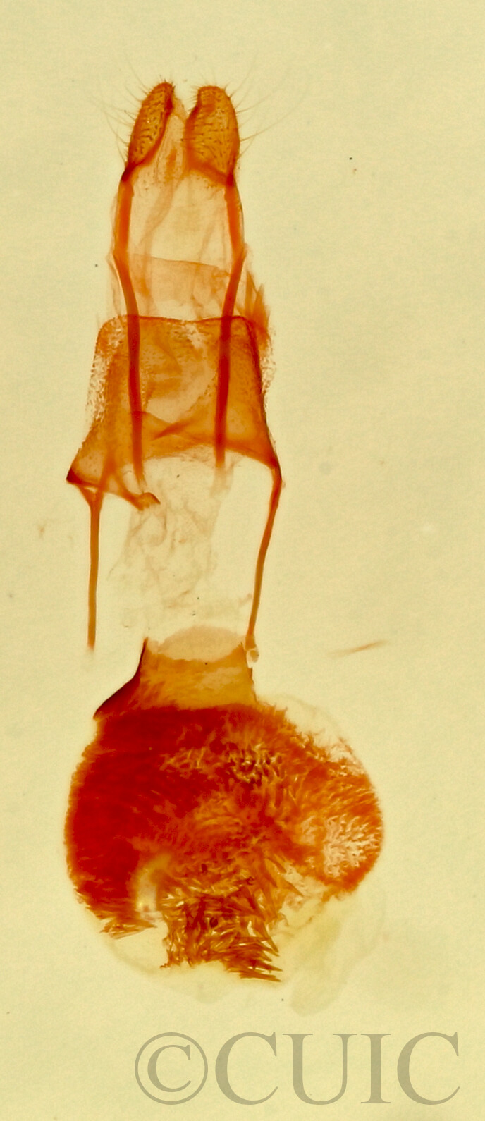 genitalia view of adult Eupithecia sp.