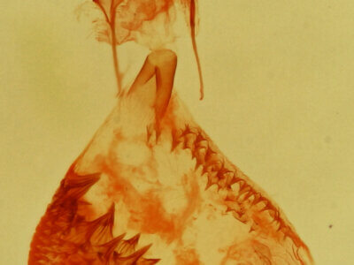 genitalia view of adult Eupithecia pretansata