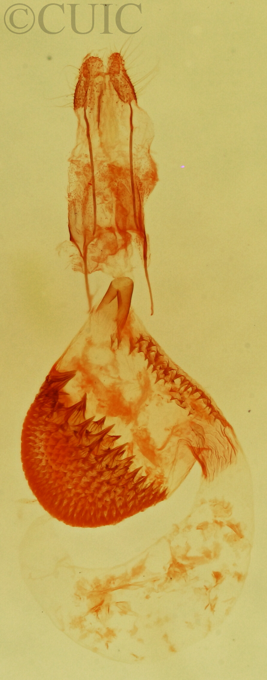 genitalia view of adult Eupithecia pretansata