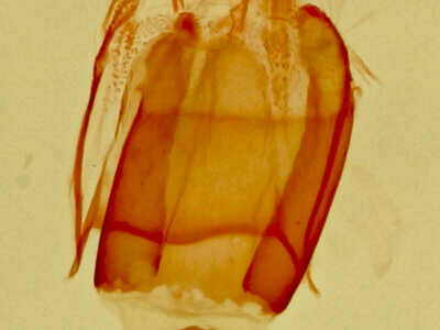 genitalia view of adult Eupithecia sp.