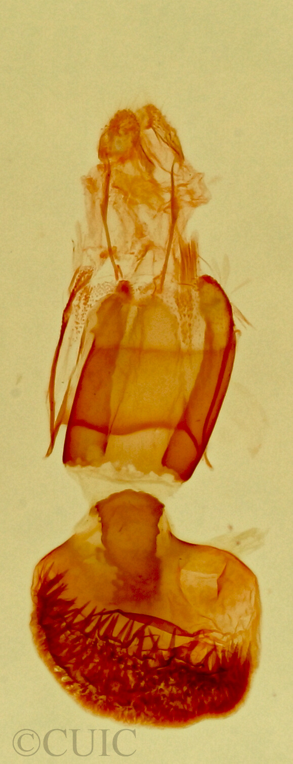 genitalia view of adult Eupithecia sp.
