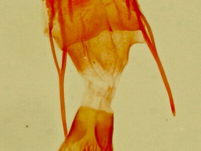 genitalia view of adult Eupithecia sp.