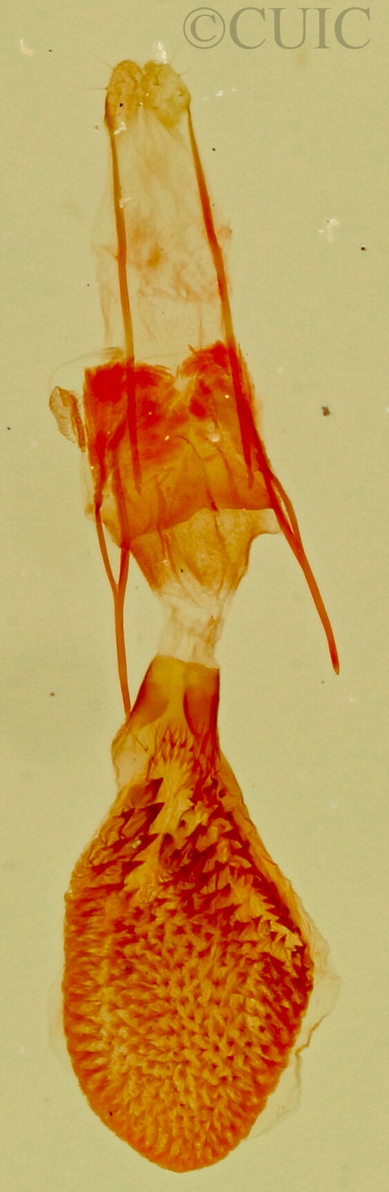genitalia view of adult Eupithecia sp.