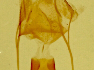 genitalia view of adult Eupithecia sp.