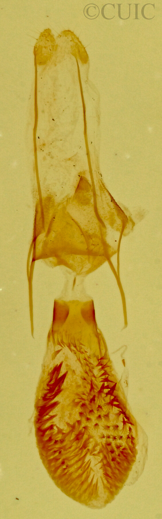 genitalia view of adult Eupithecia sp.