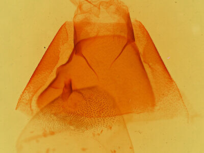 genitalia view of adult Matigramma pulverilinea