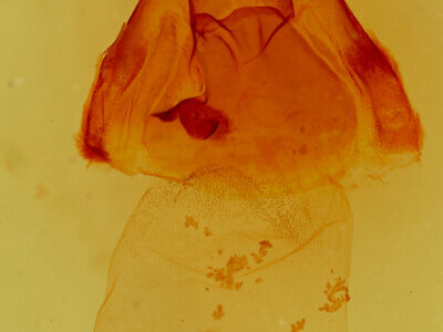 Matigramma obscurior