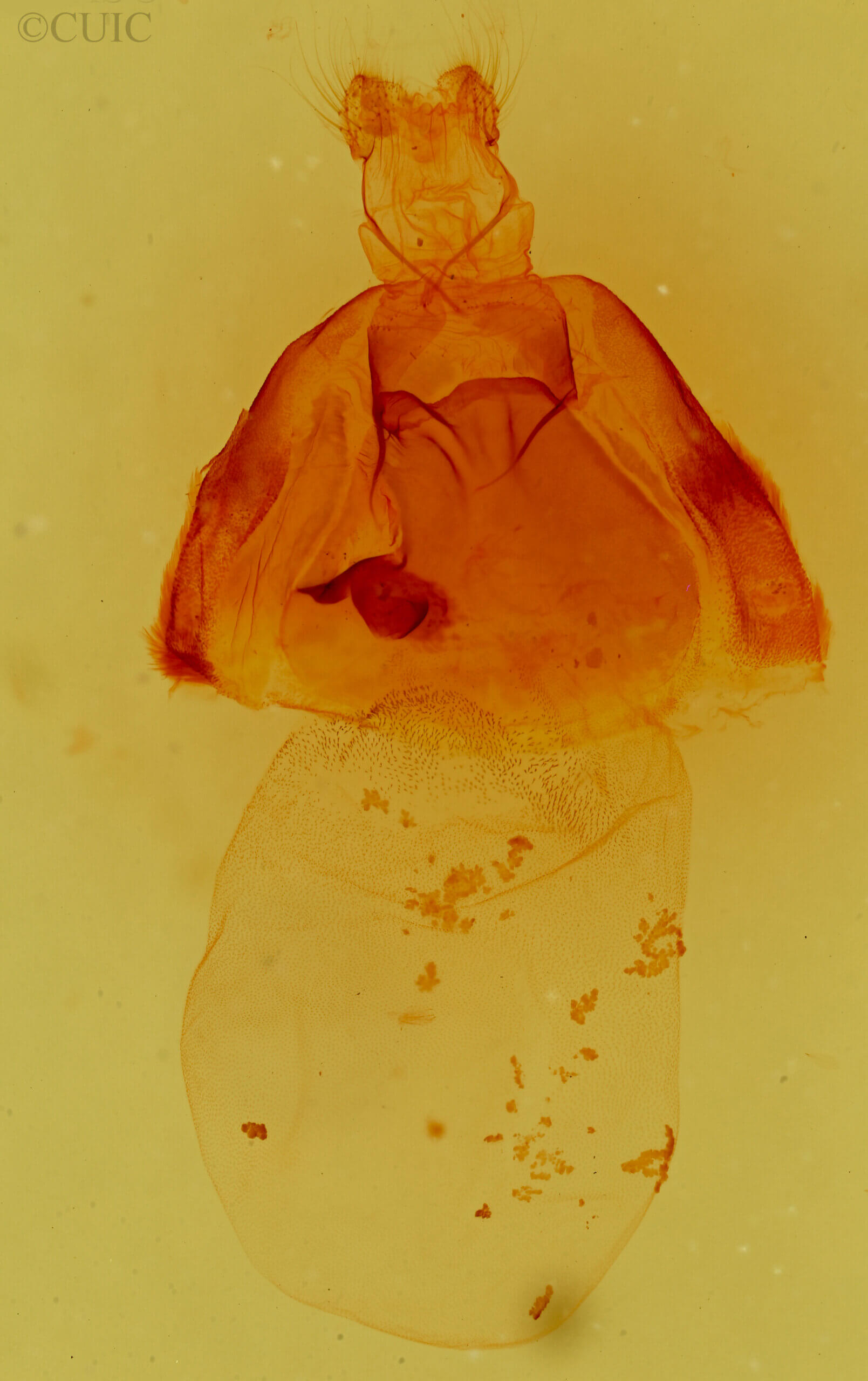 Matigramma obscurior