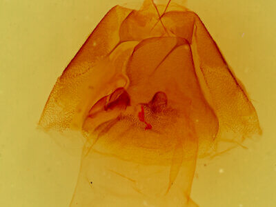 genitalia view of adult Matigramma inopinata