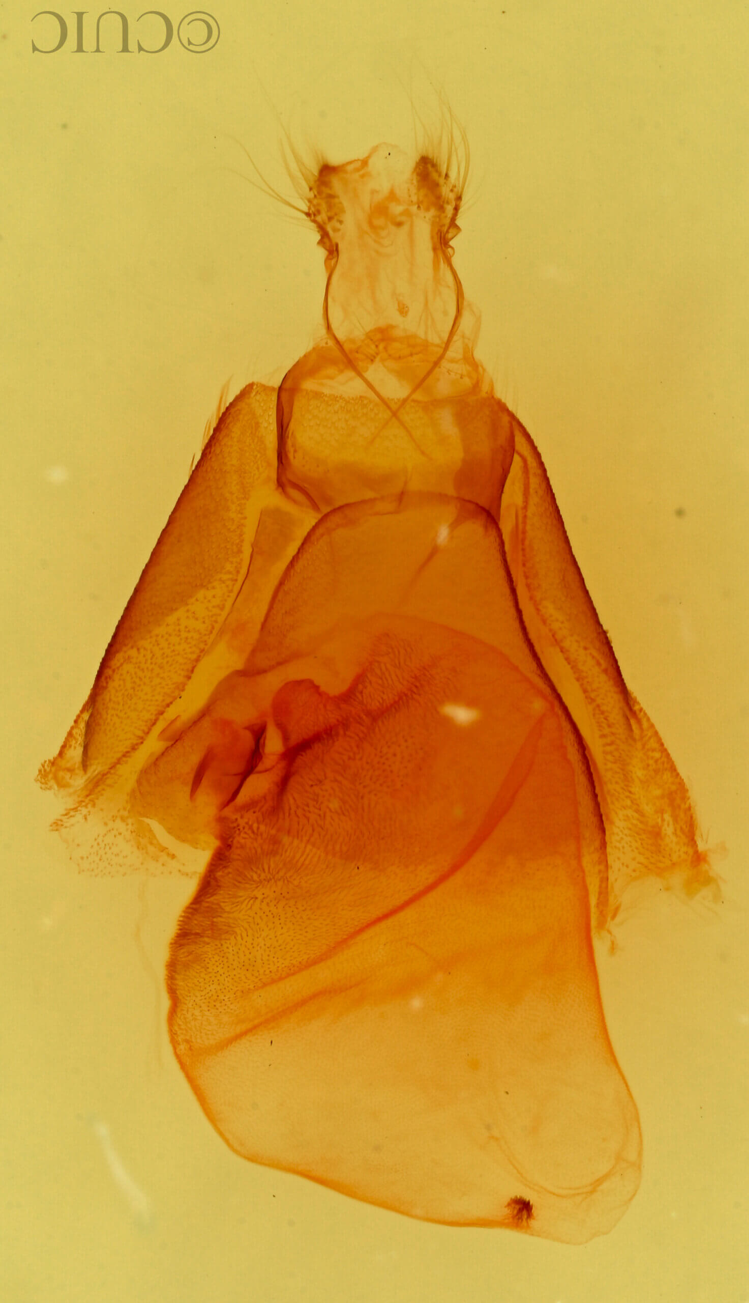 genitalia view of adult Matigramma inopinata