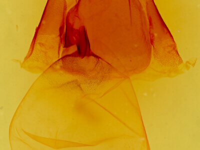 genitalia view of adult Matigramma repentina