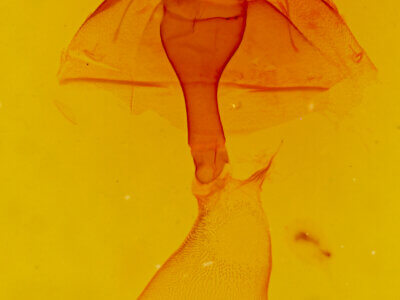 genitalia view of adult Callistege diagonalis