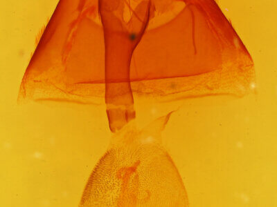 genitalia view of adult Callistege triangula