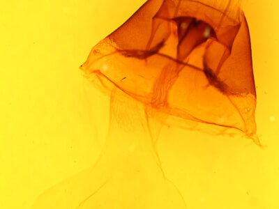 genitalia view of adult Papaipema nepheleptena