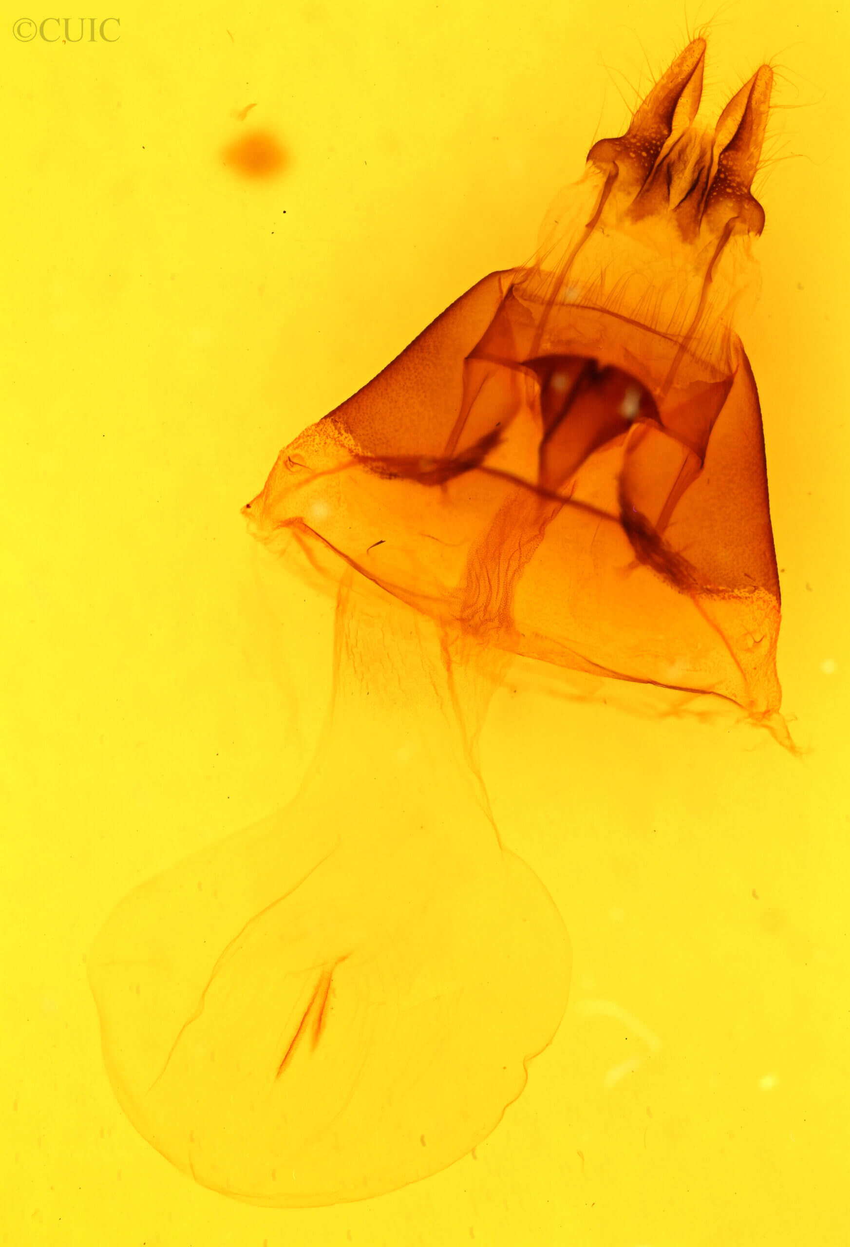 genitalia view of adult Papaipema nepheleptena