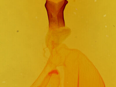 genitalia view of adult Hemieuxoa rudens