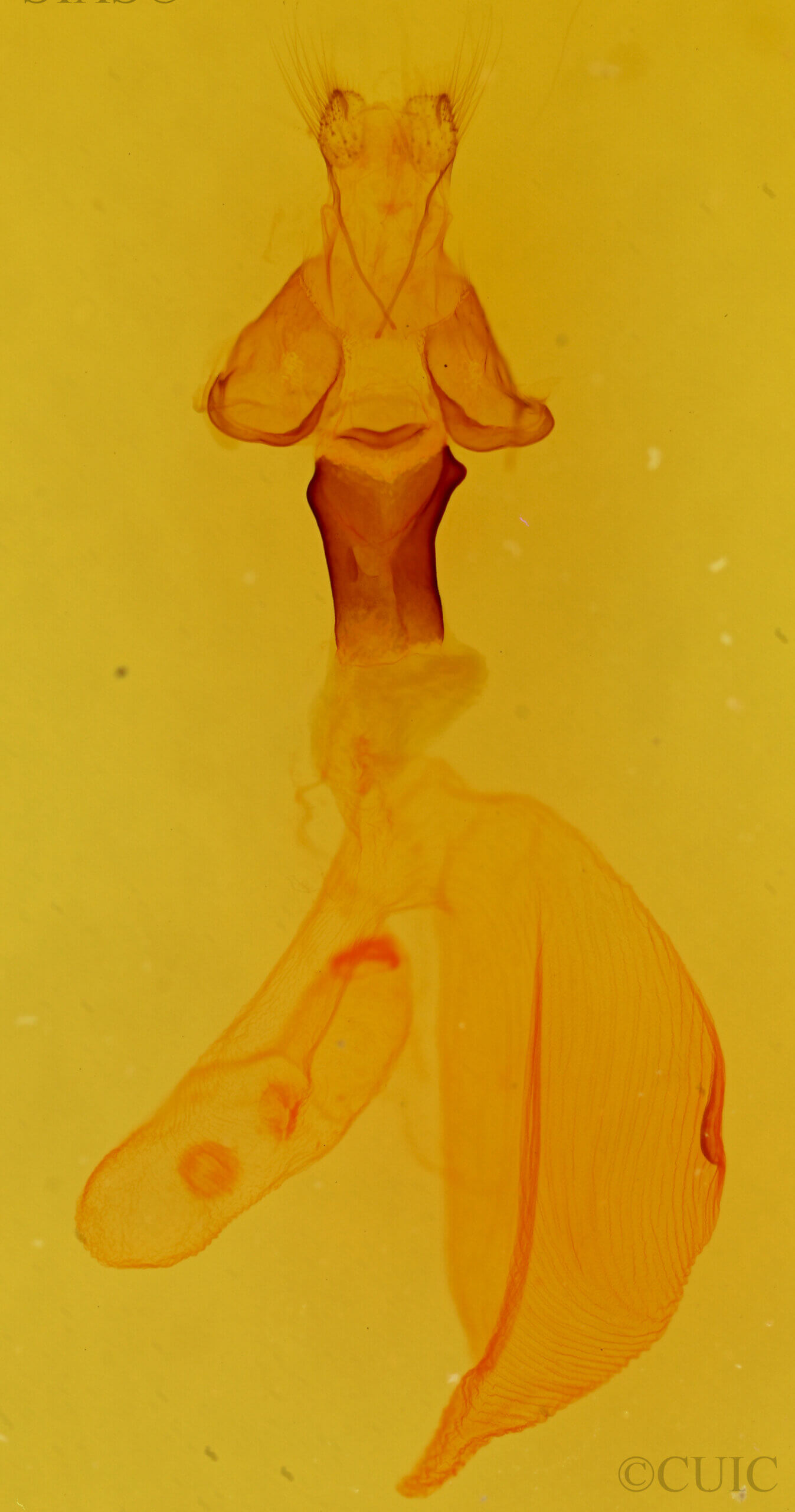 genitalia view of adult Hemieuxoa rudens