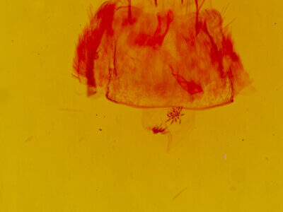 genitalia view of adult Trocodima fuscipes