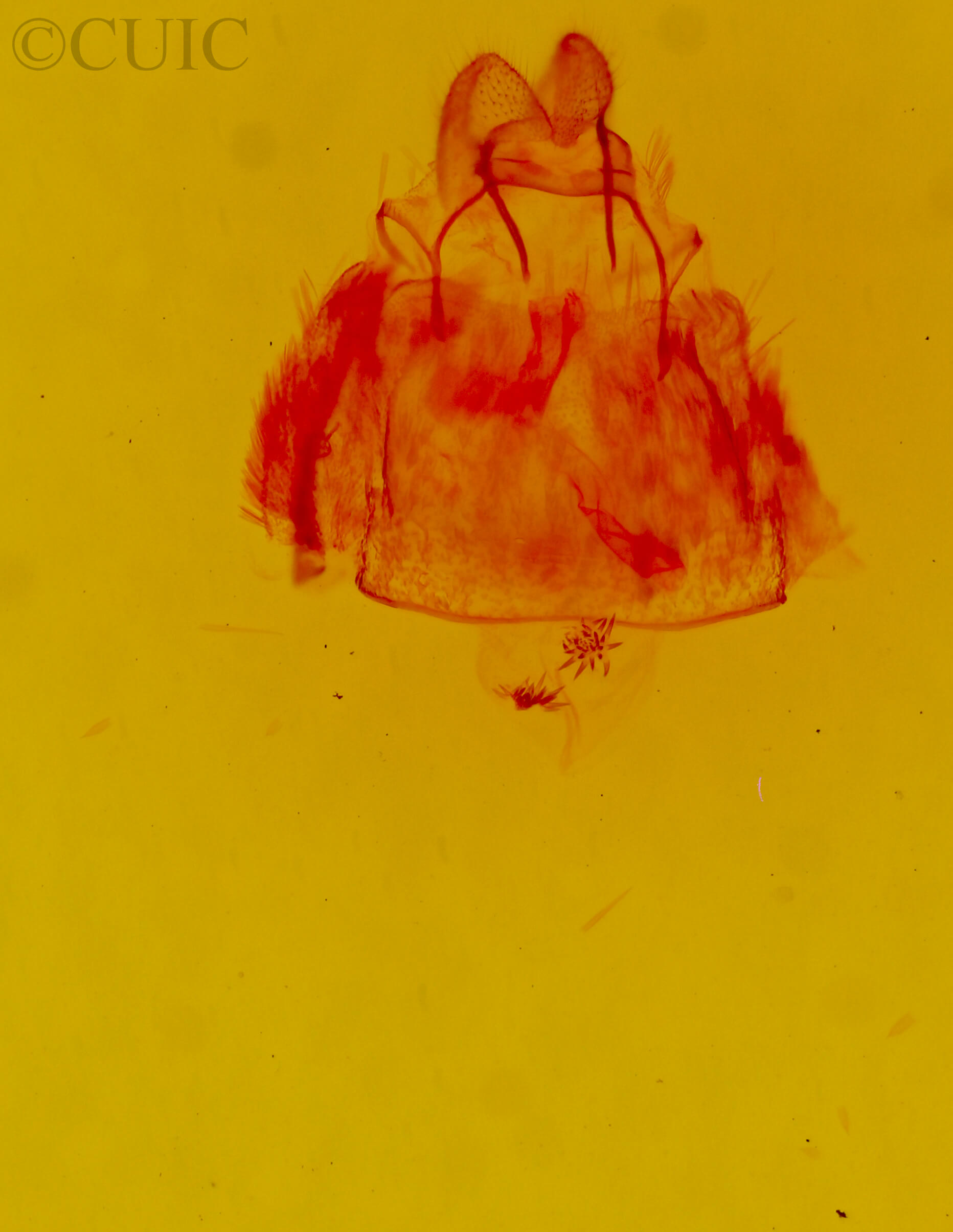 genitalia view of adult Trocodima fuscipes