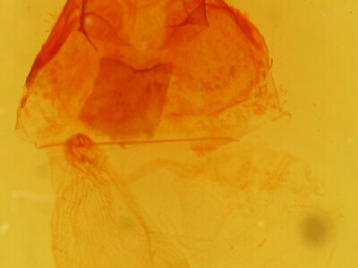 genitalia view of adult Carales arizonensis