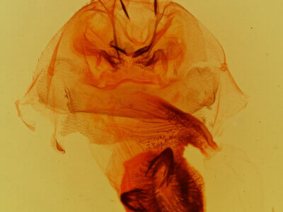 genitalia view of adult Cycnia tenera