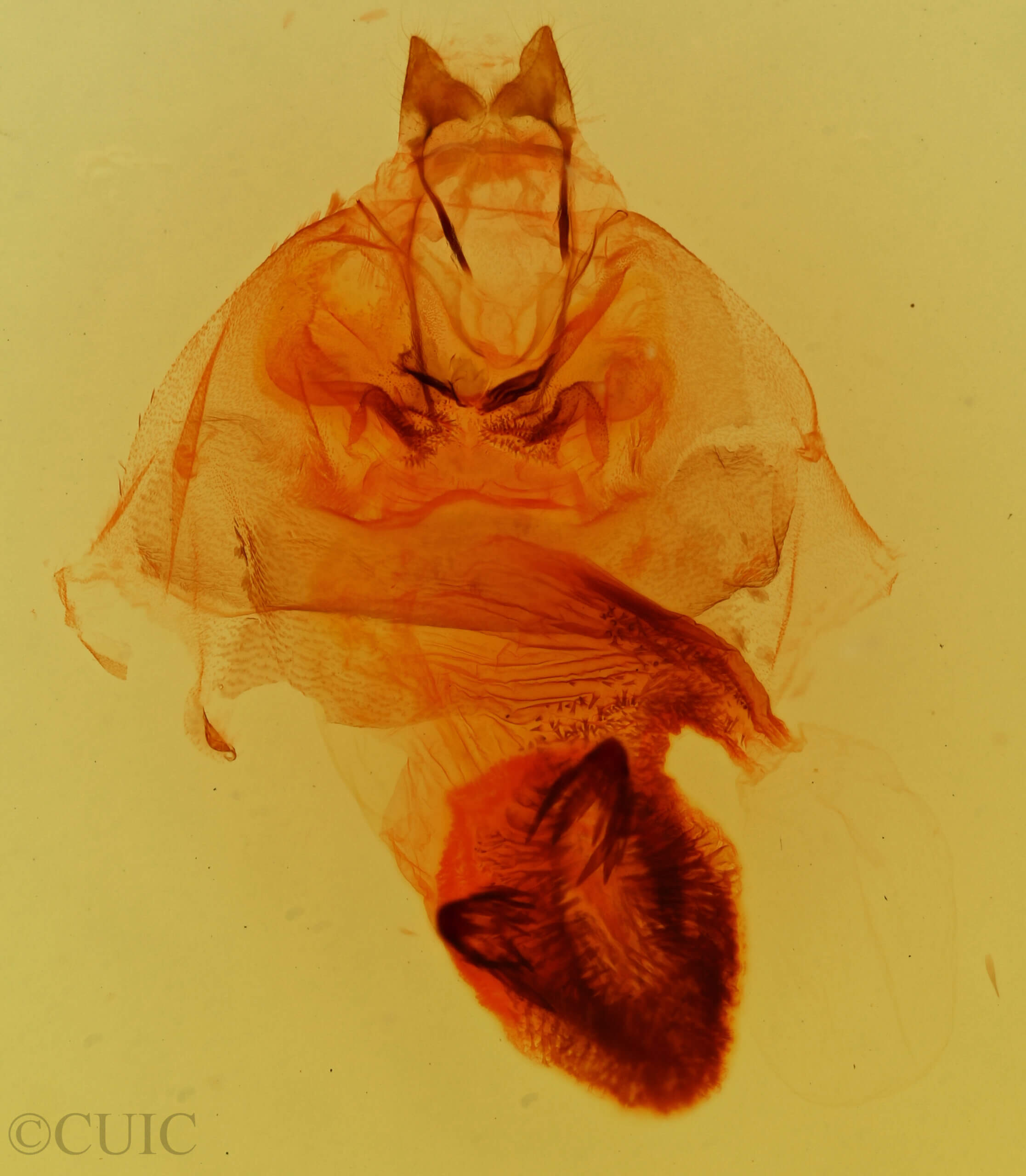 genitalia view of adult Cycnia tenera