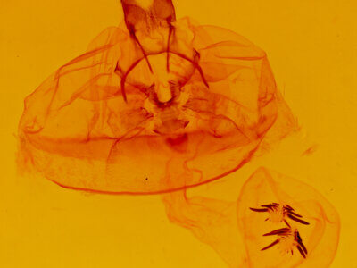 genitalia view of adult Euchaetes egle