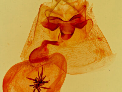 genitalia view of adult Cycnia oregonensis