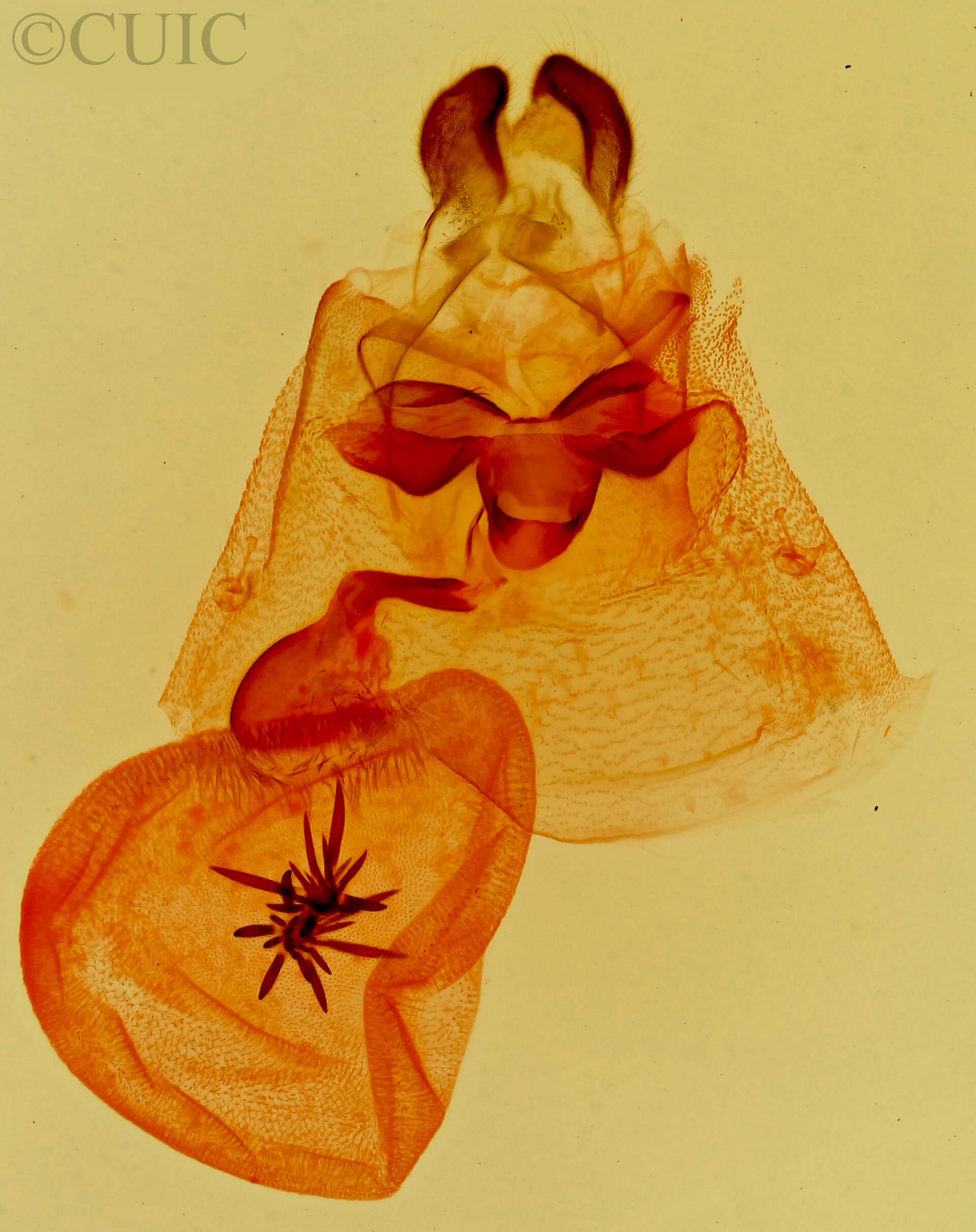 genitalia view of adult Cycnia oregonensis