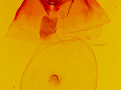 genitalia view of adult Bertholdia sp.