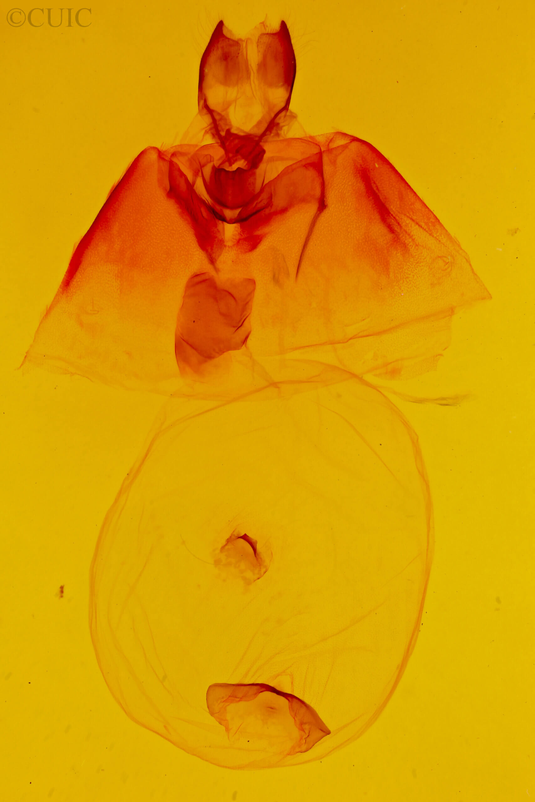 genitalia view of adult Bertholdia sp.