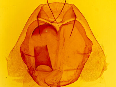 genitalia view of adult Zale n. sp. 2